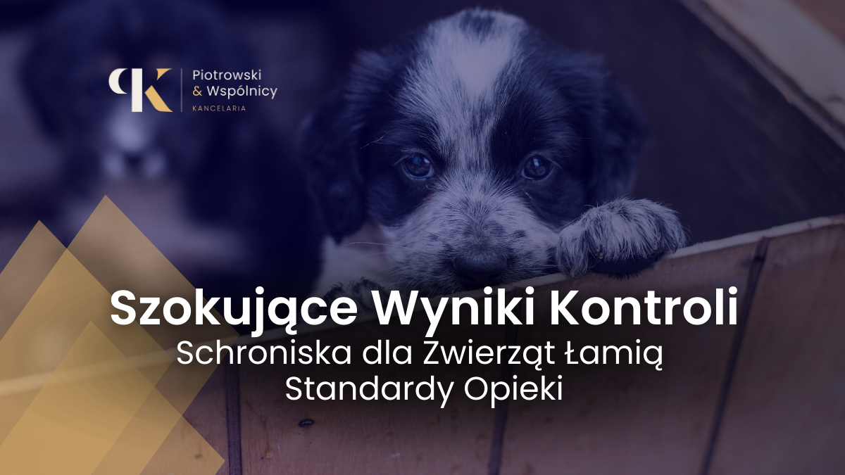 Schroniska dla Zwierząt Łamią Standardy Opieki